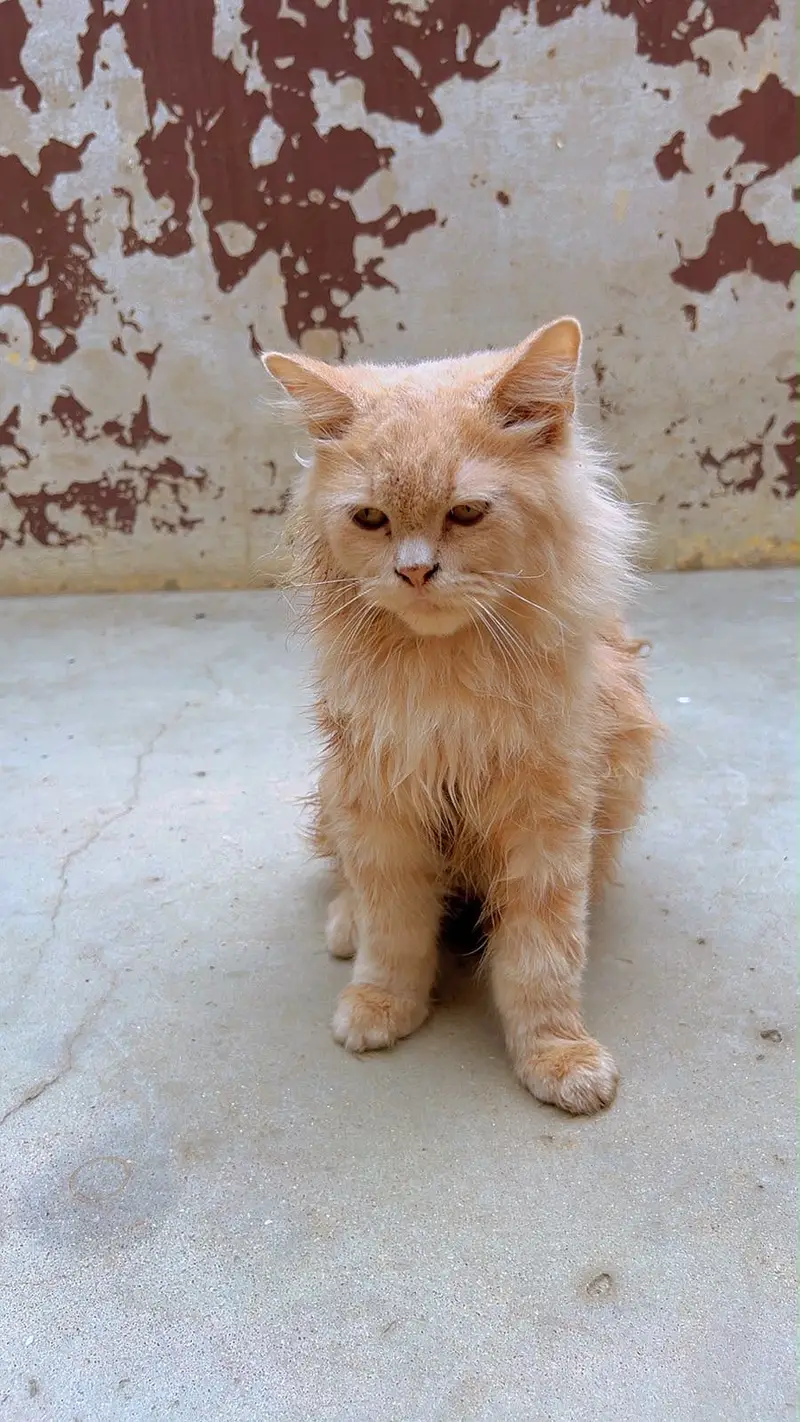 Persian cat urgent sale — photo 2