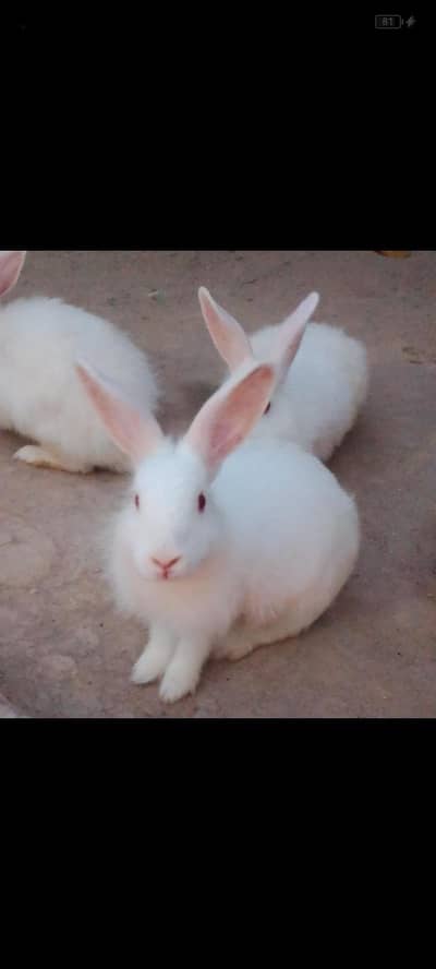 white Angora rabbit for sale talagang