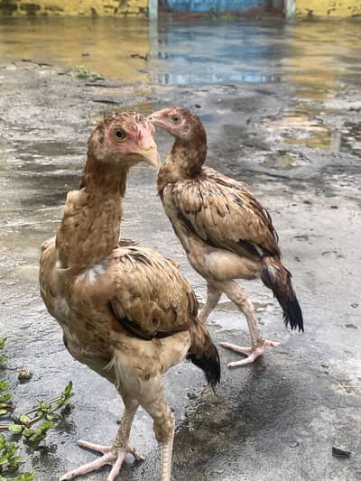 Aseel patha and pathian for sale