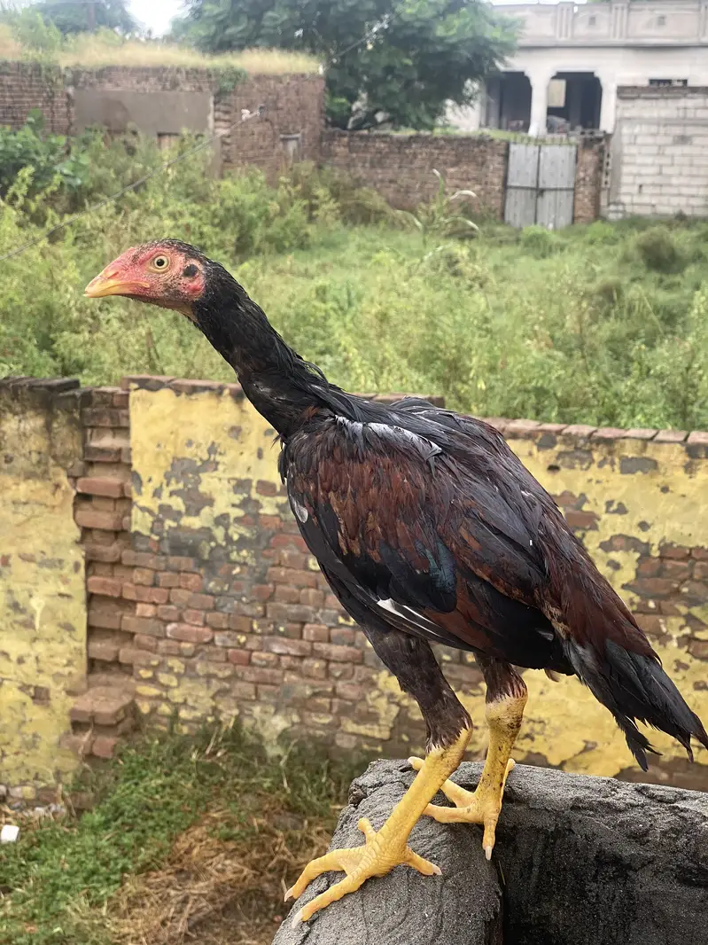 Aseel patha and pathian for sale — photo 2
