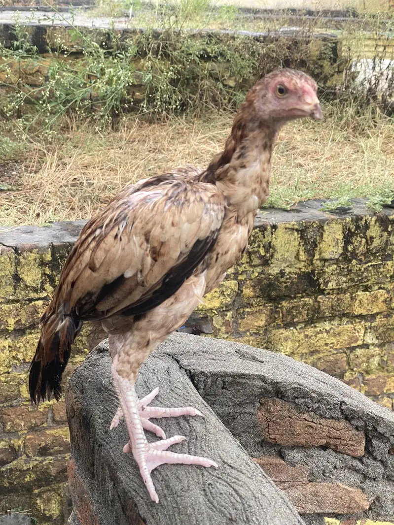 Aseel patha and pathian for sale — photo 4
