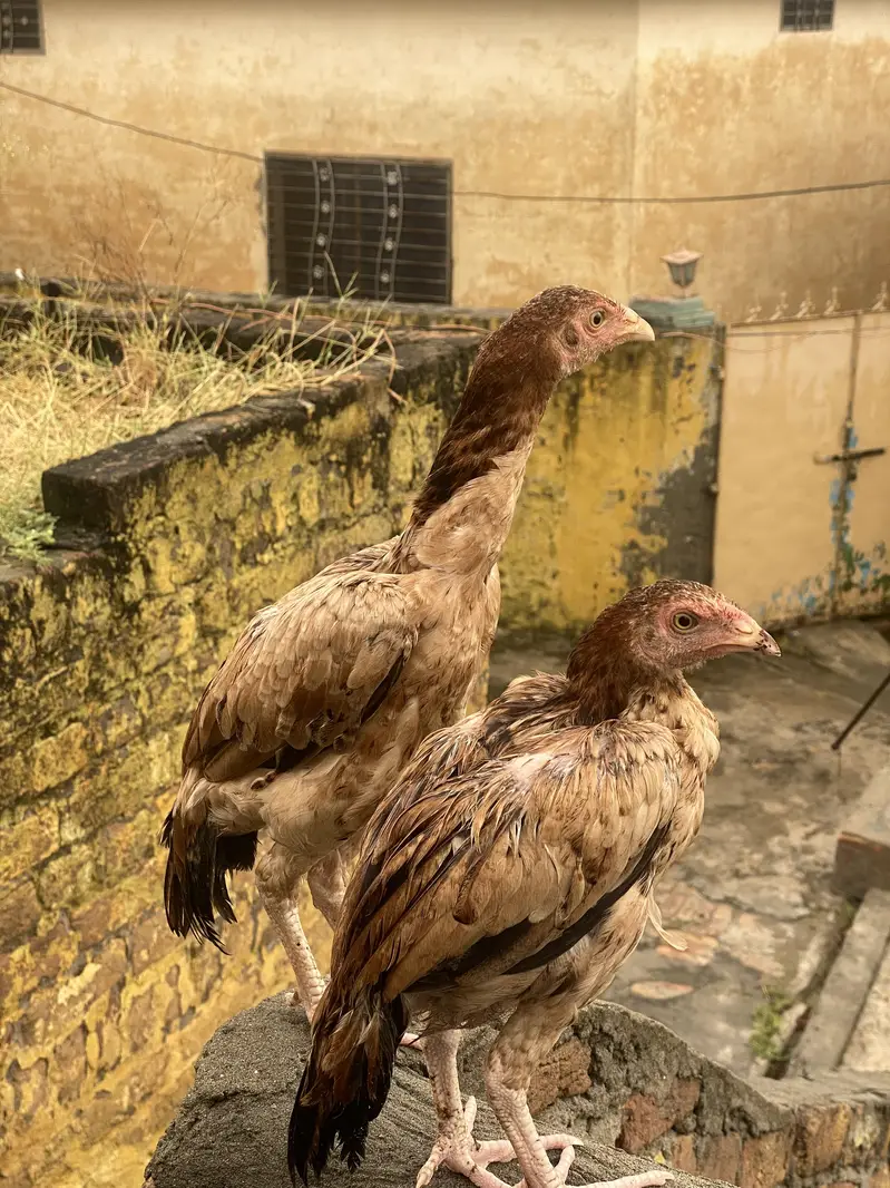 Aseel patha and pathian for sale — photo 7