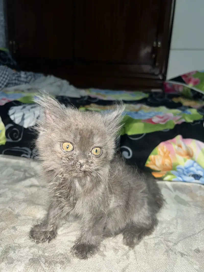Persian kitten pair — photo 7