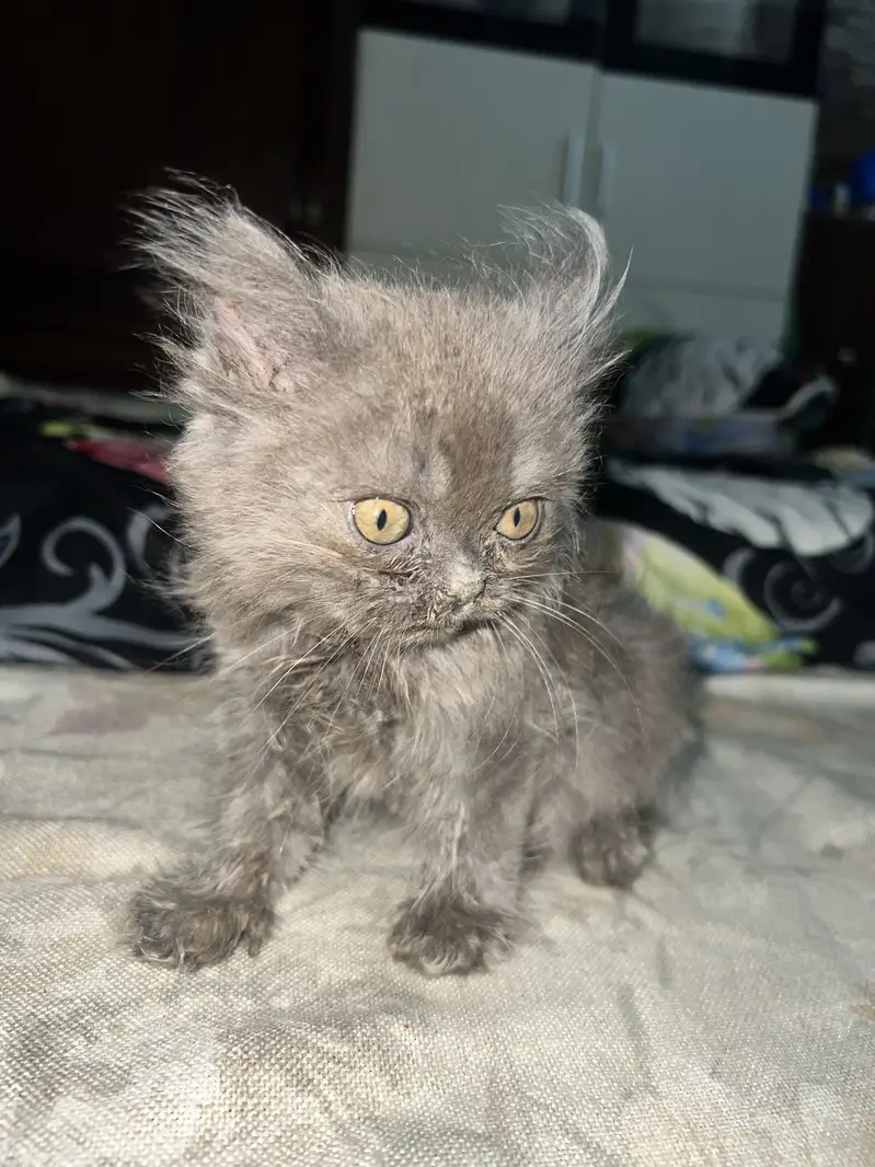 Persian kitten pair — photo 8