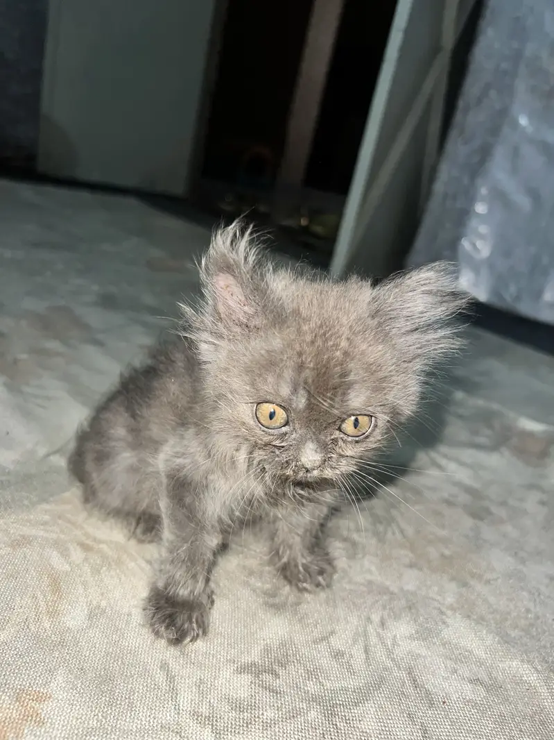Persian kitten pair — photo 9