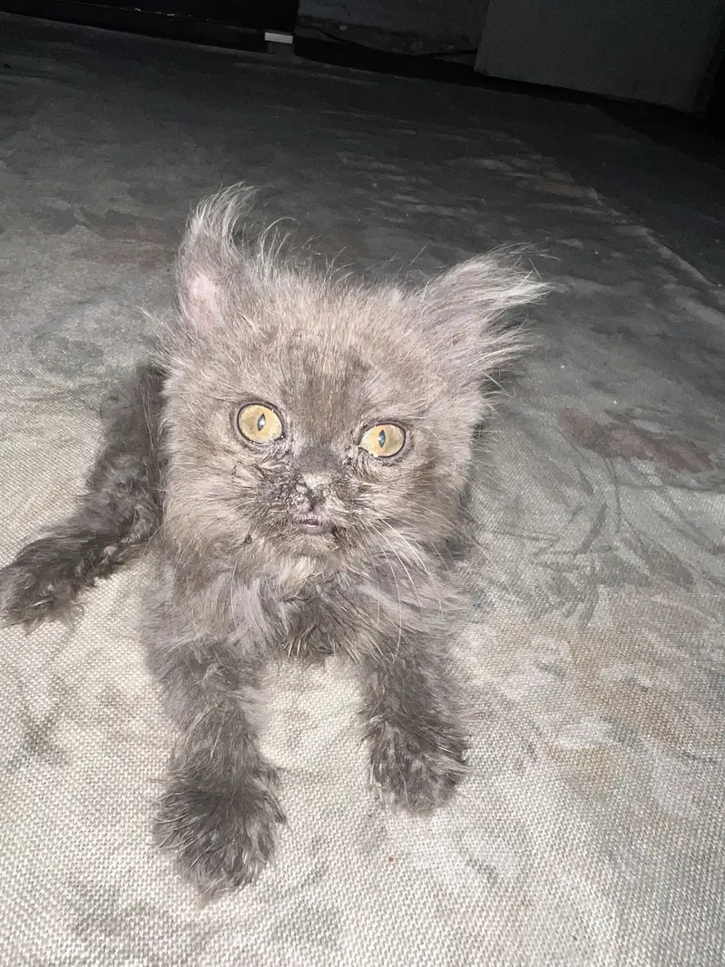 Persian kitten pair — photo 10