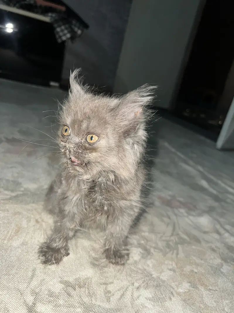 Persian kitten pair — photo 11