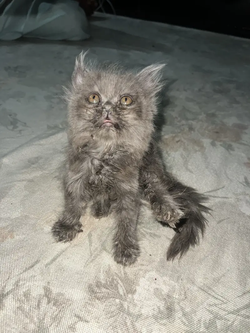 Persian kitten pair — photo 12