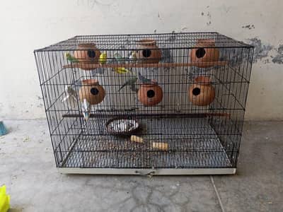 budgie breeder pair