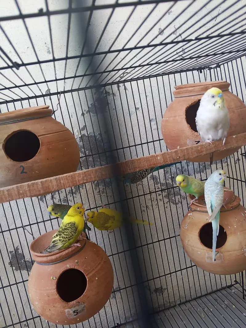 budgie breeder pair — photo 3