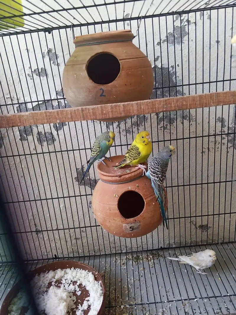 budgie breeder pair — photo 5