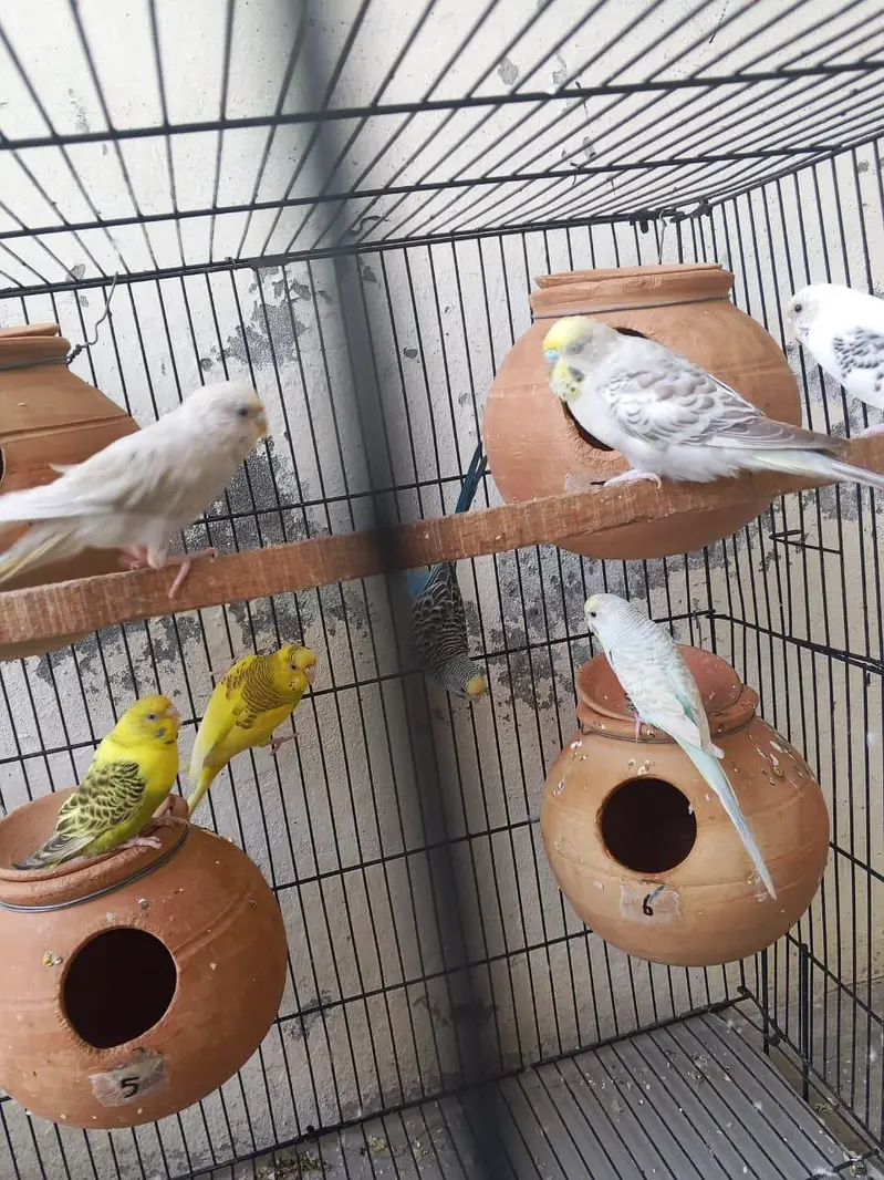 budgie breeder pair — photo 6