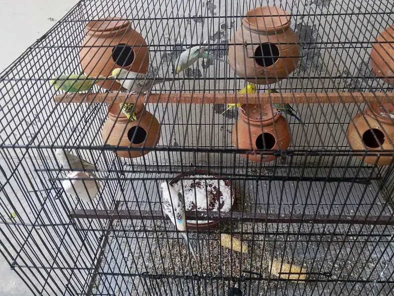 budgie breeder pair — photo 7
