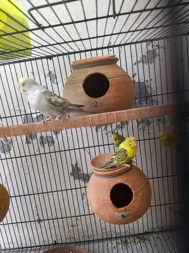 budgie breeder pair — photo 8