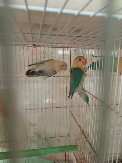 love birds for sale with cage