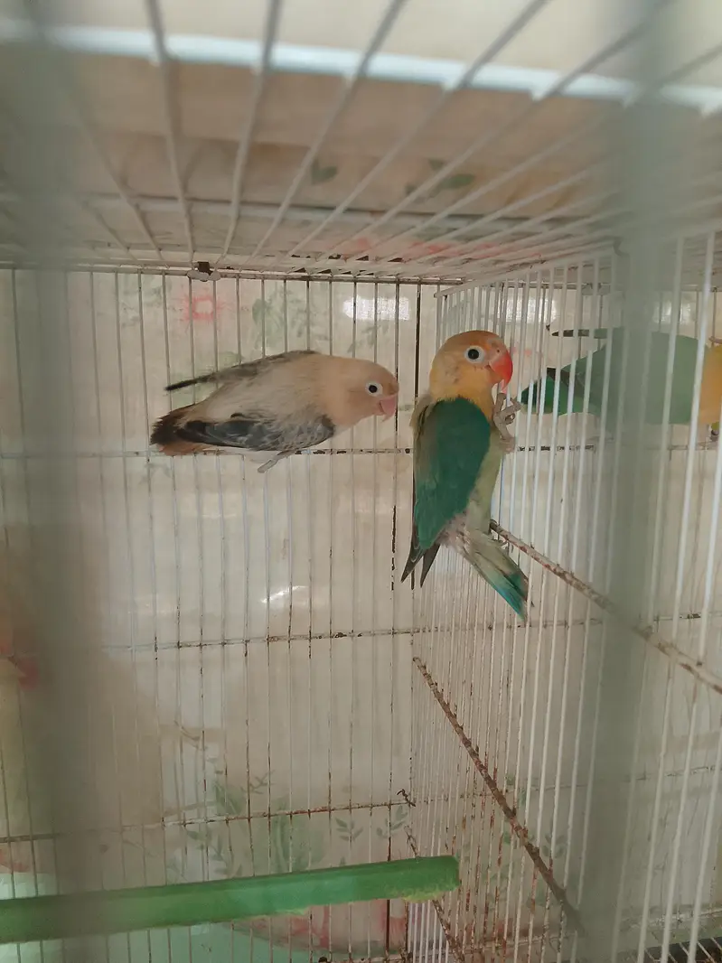 love birds for sale with cage