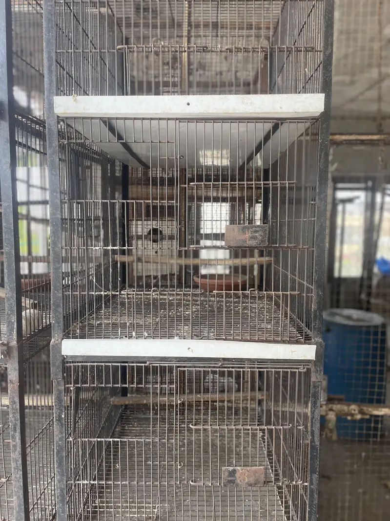 BIRDS CAGES| Iron Cage | Birds Cages in Lahore| Pinjara/پِنجررا — photo 2