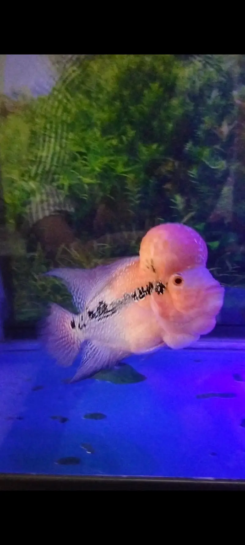 Flower horn Male 0,3,3,1,4,5,5,7,1,8,1 — photo 3