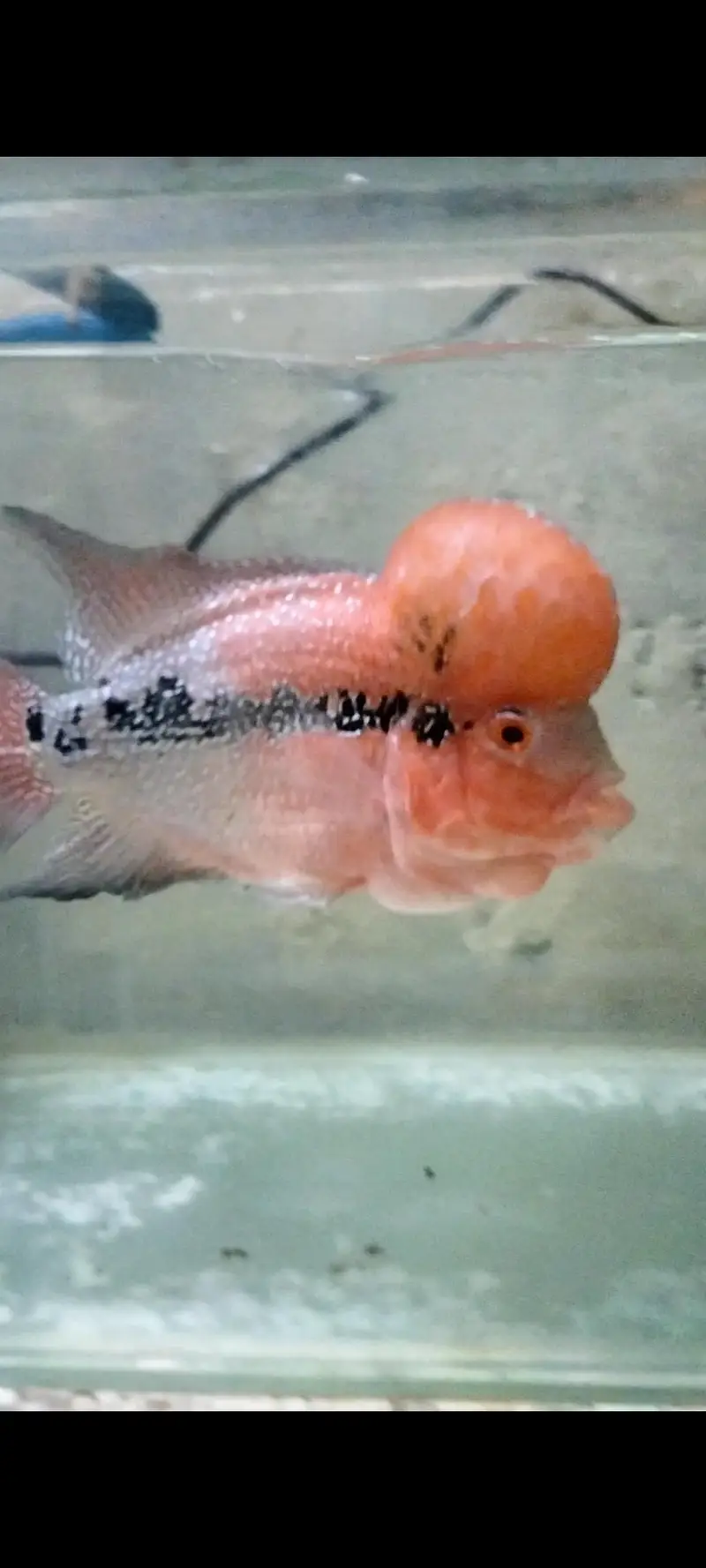 Flower horn Male 0,3,3,1,4,5,5,7,1,8,1 — photo 9
