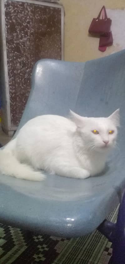 cat persain