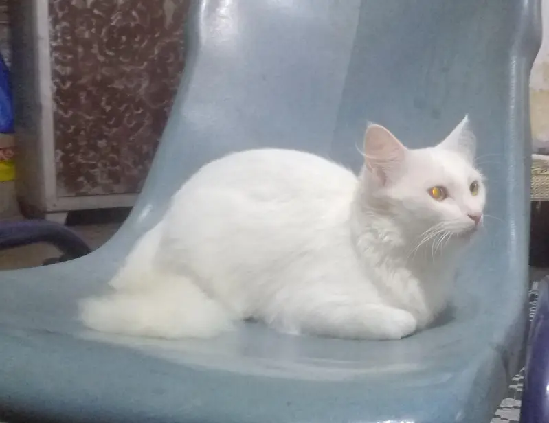 cat persain — photo 2