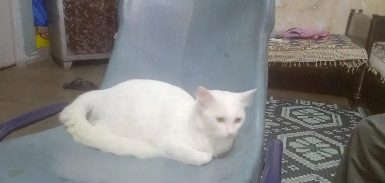 cat persain — photo 3