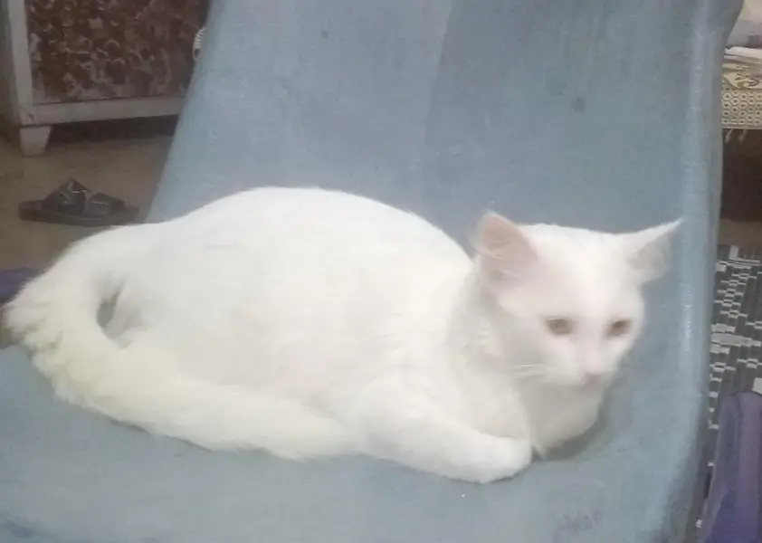 cat persain — photo 4
