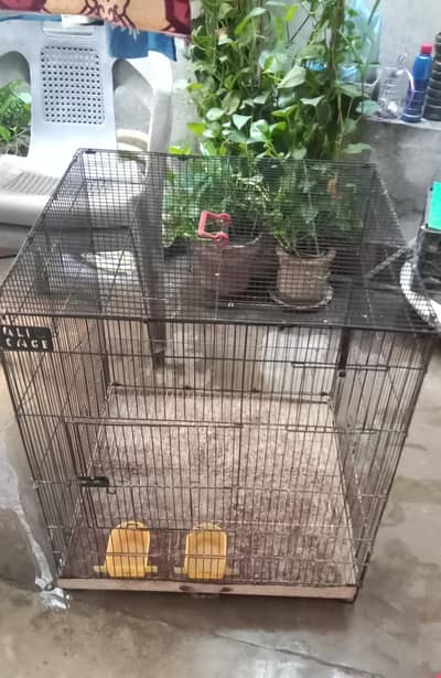 Birds Parrots Iron Cage