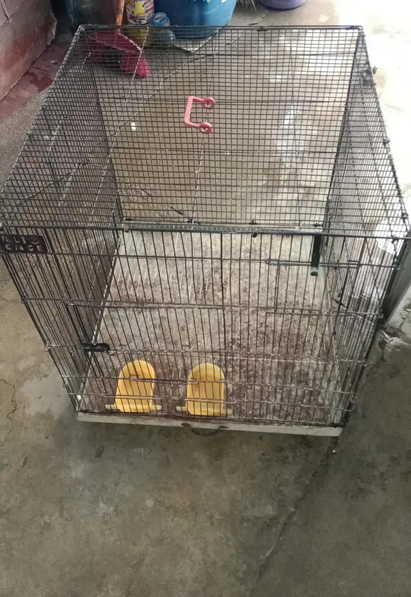 Birds Parrots Iron Cage — photo 2