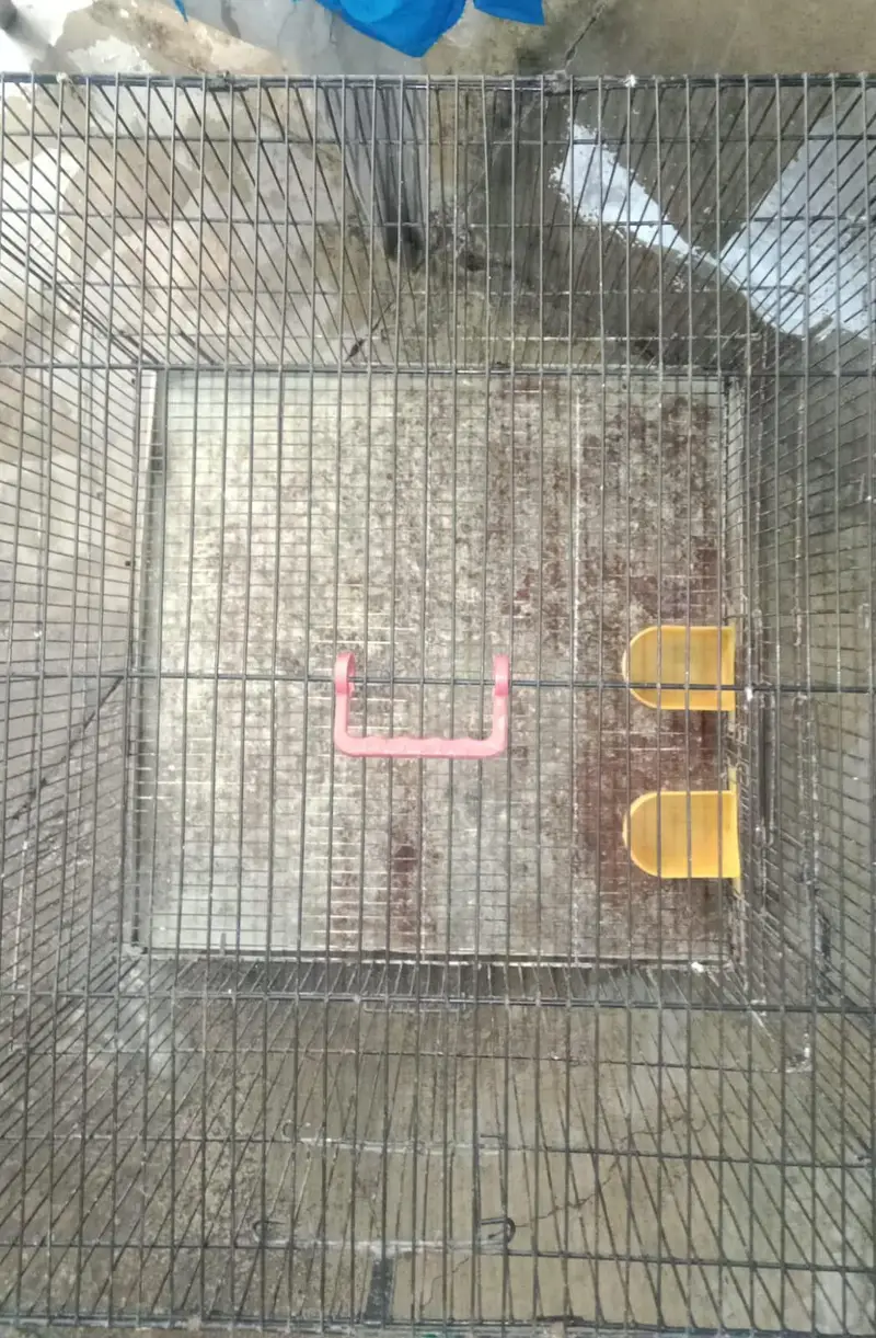 Birds Parrots Iron Cage — photo 3
