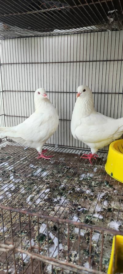 King pair pigeons