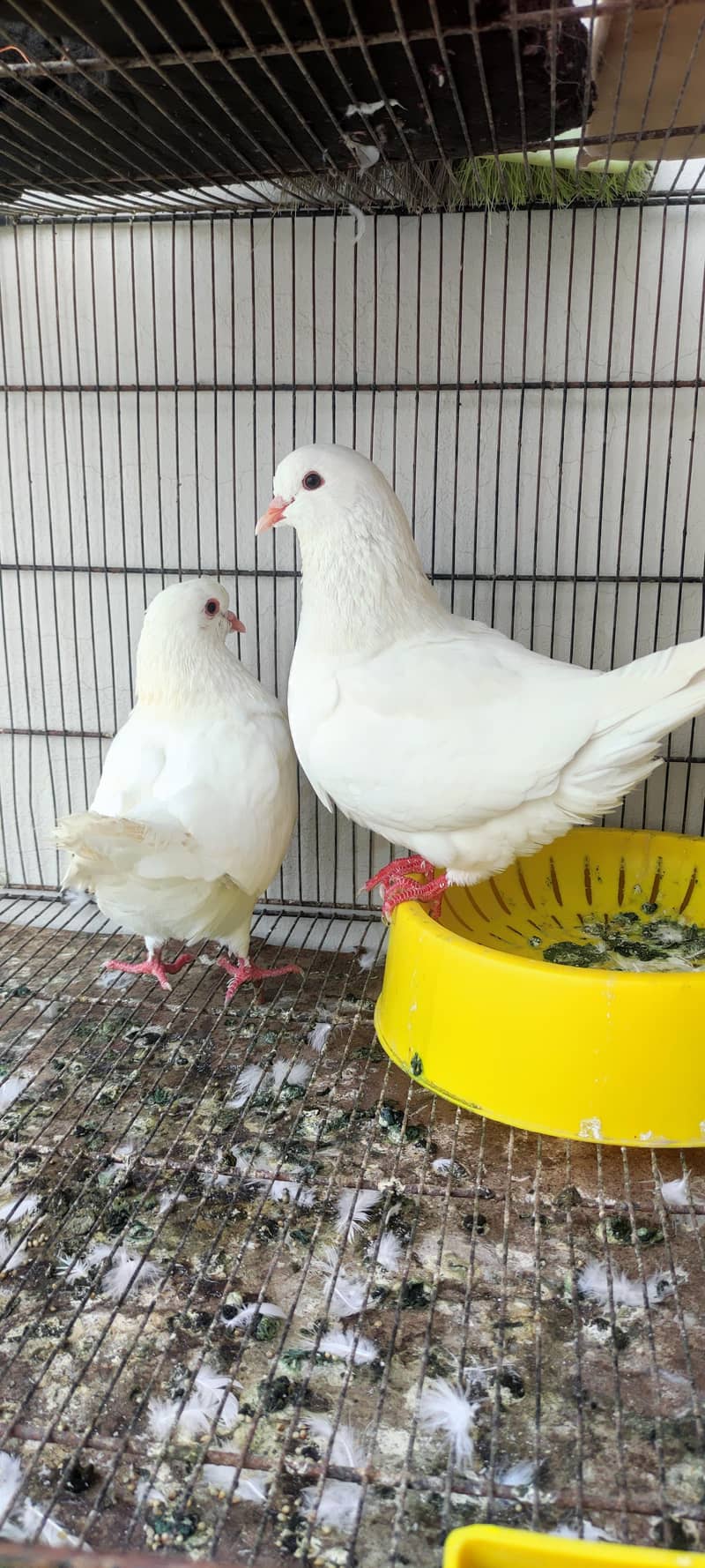 King pair pigeons 1
