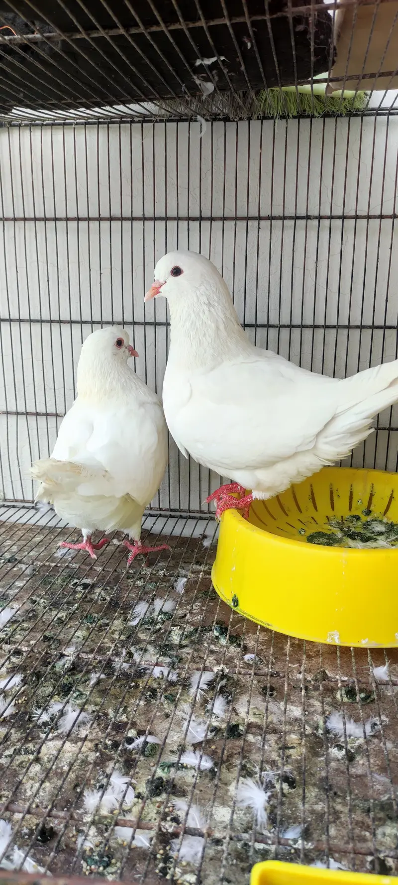 King pair pigeons — photo 2