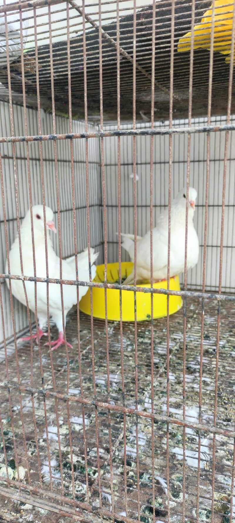 King pair pigeons 2