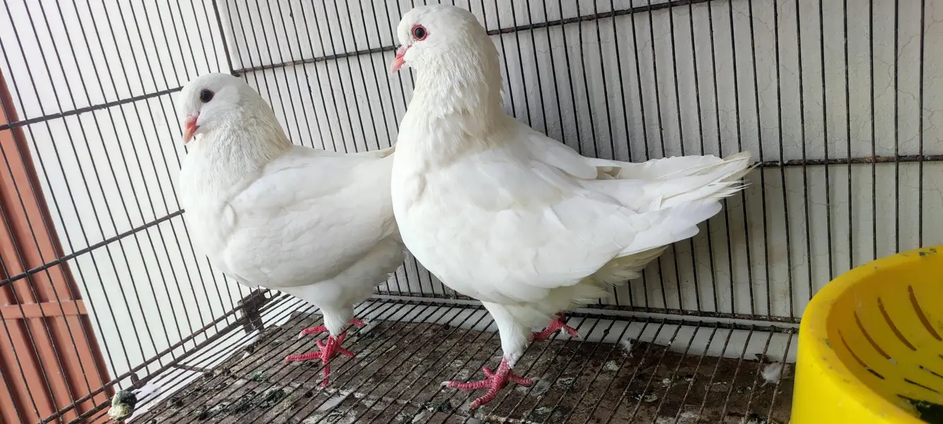 King pair pigeons — photo 4