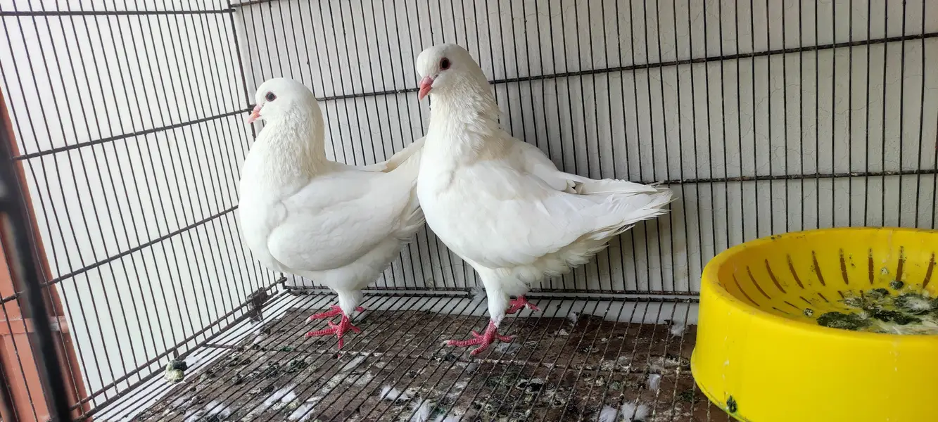 King pair pigeons — photo 5
