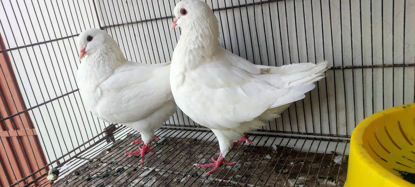 King pair pigeons 5