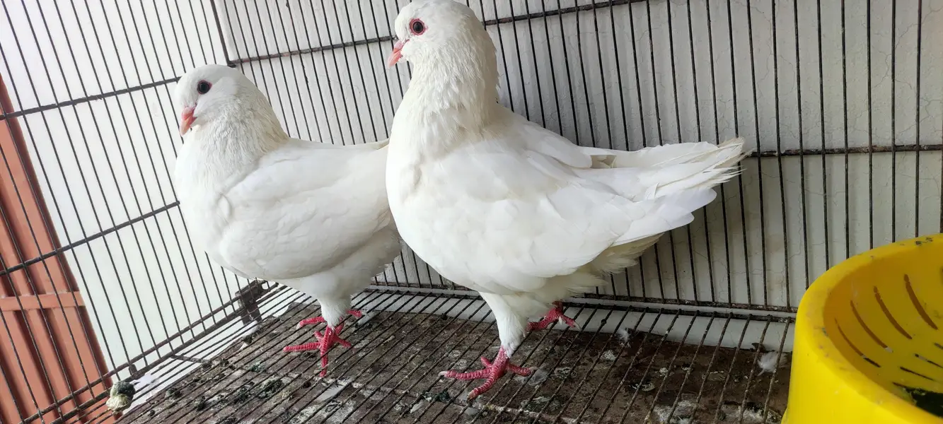 King pair pigeons — photo 6