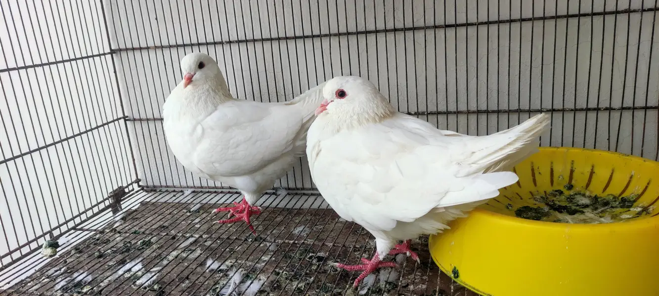King pair pigeons — photo 7