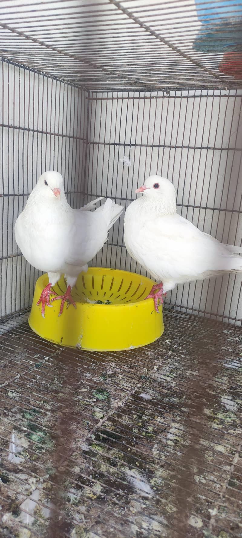 King pair pigeons 7