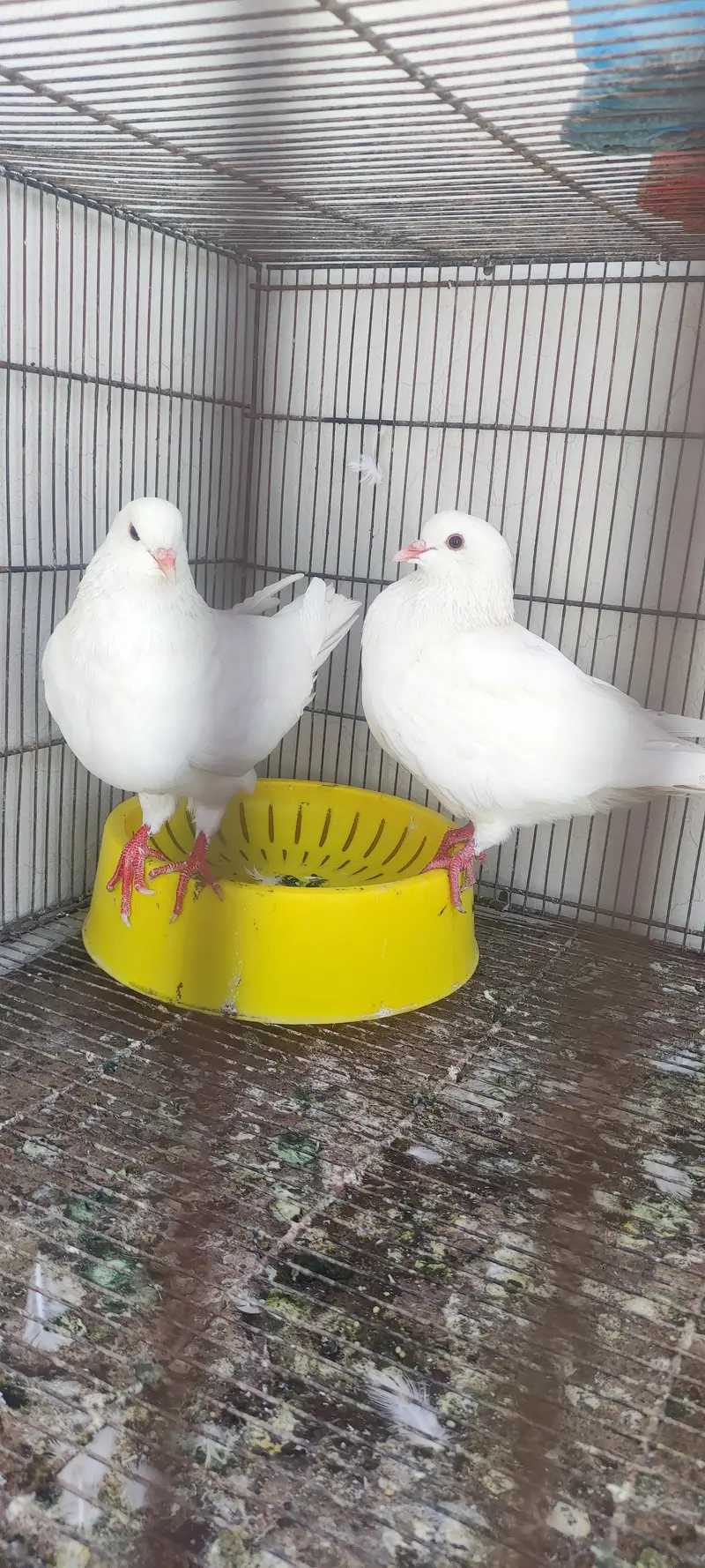 King pair pigeons — photo 8