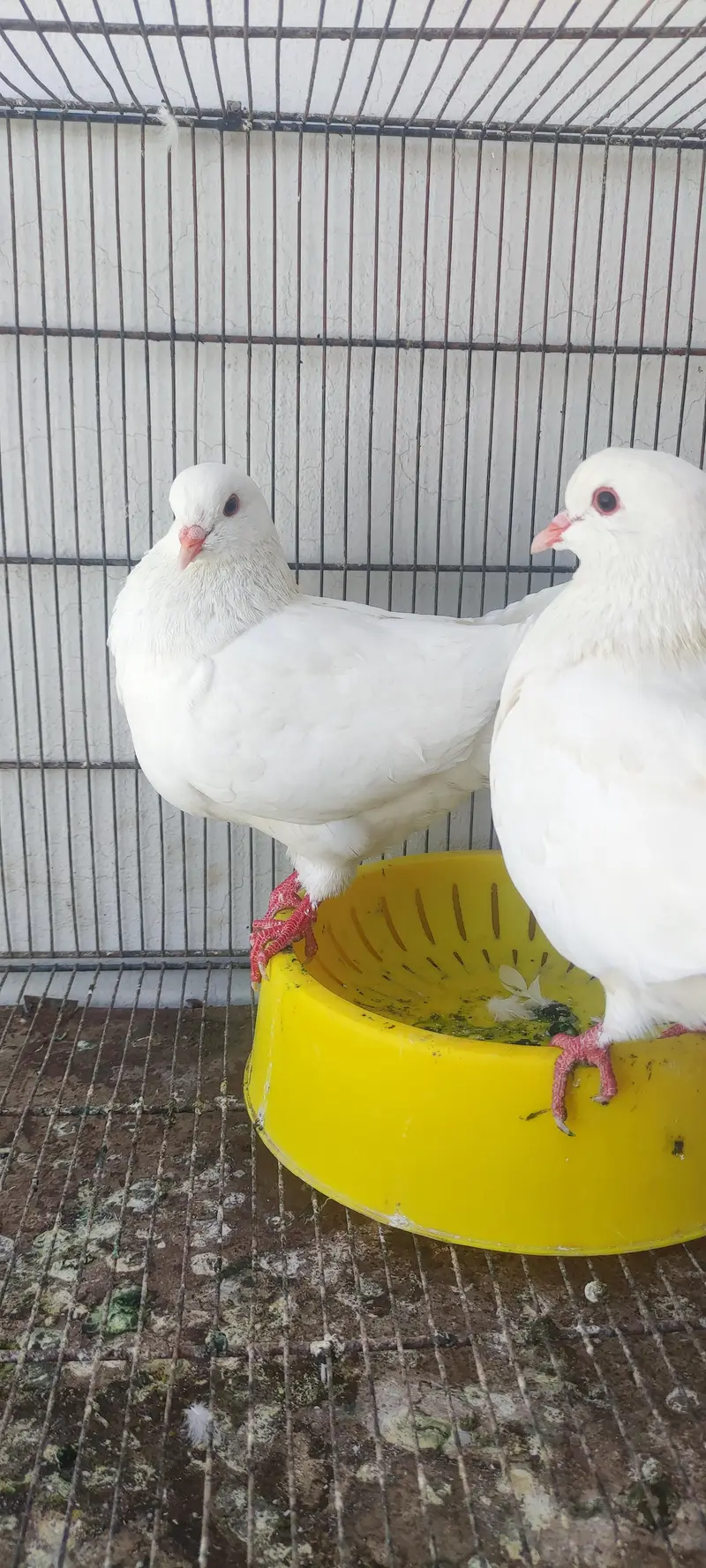 King pair pigeons — photo 9