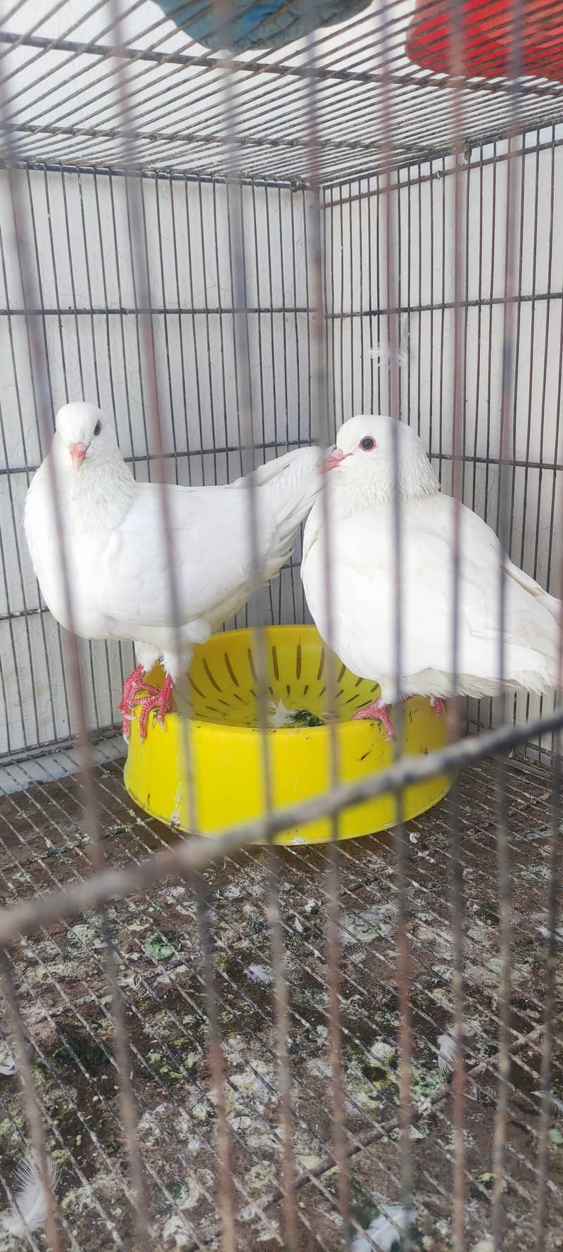 King pair pigeons 9
