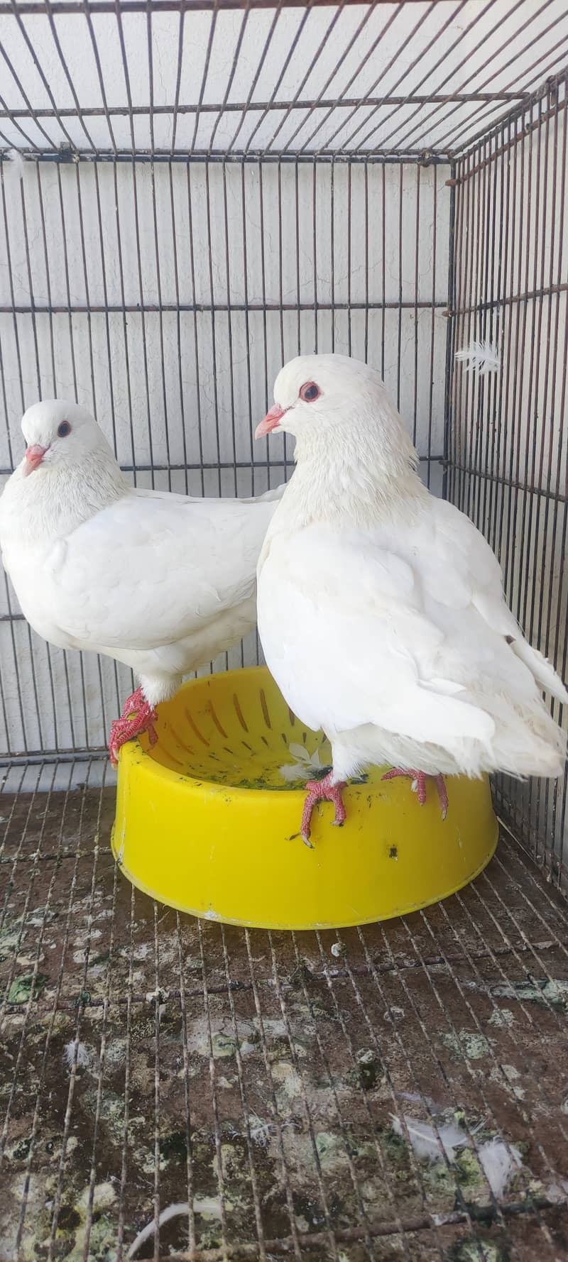 King pair pigeons 10