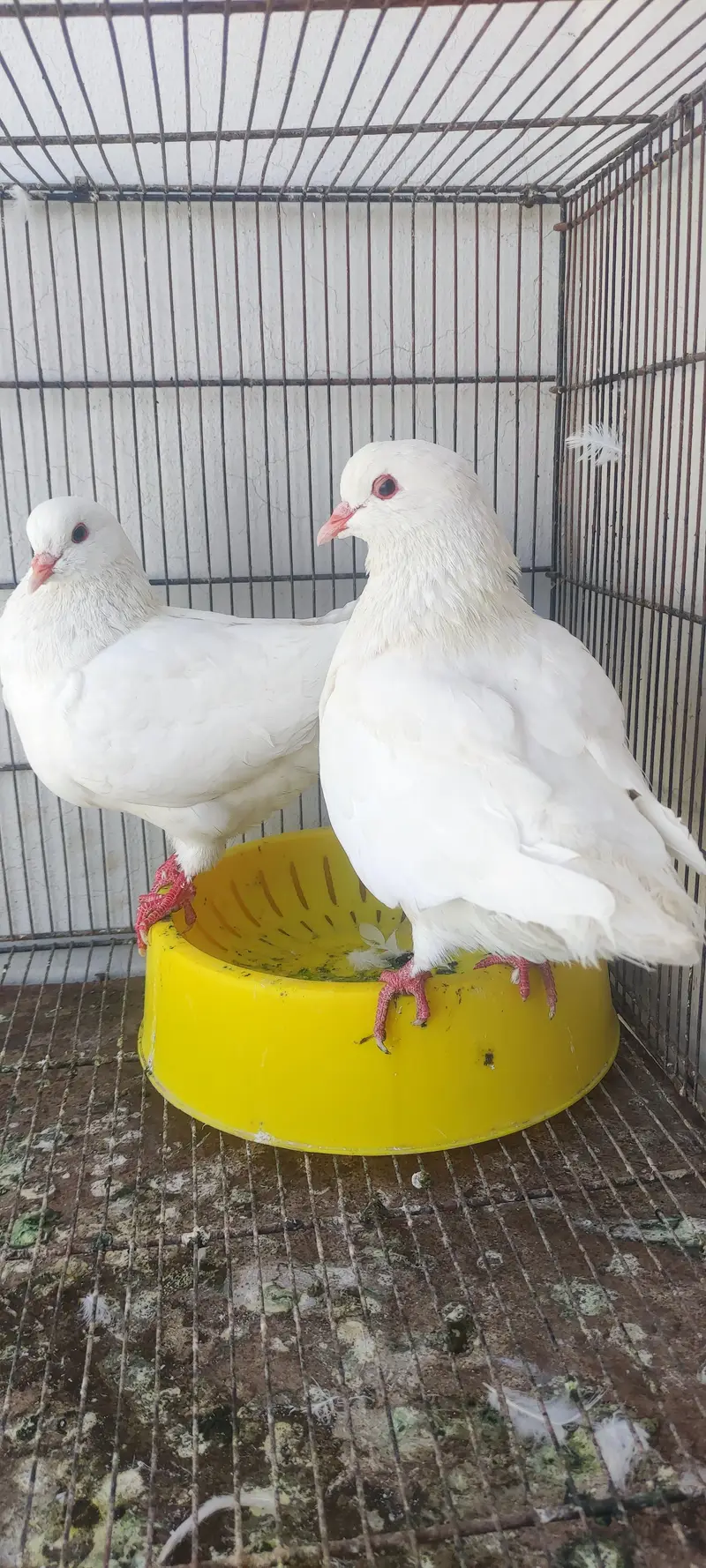 King pair pigeons — photo 11