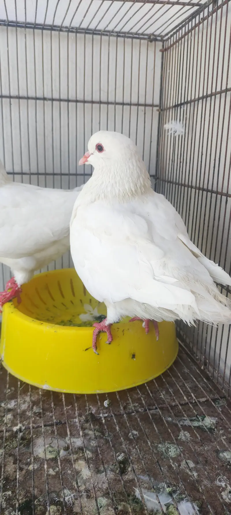 King pair pigeons — photo 12