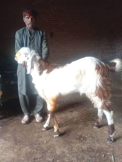 Bakra
