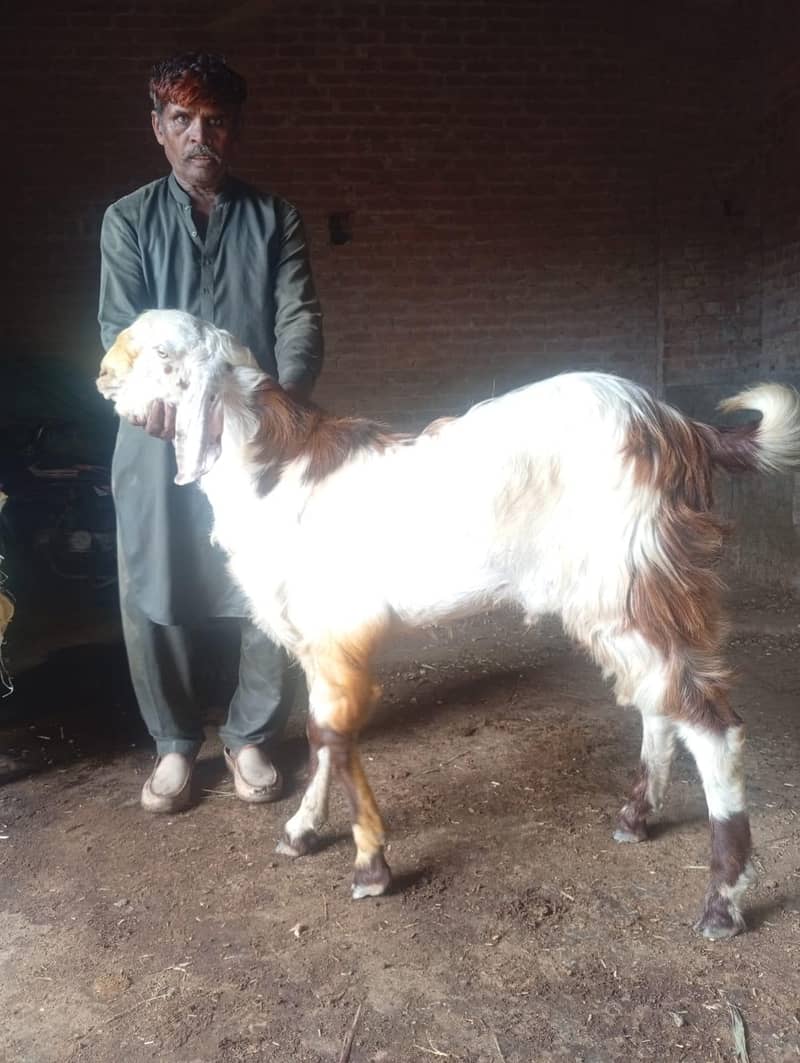 Bakra 0