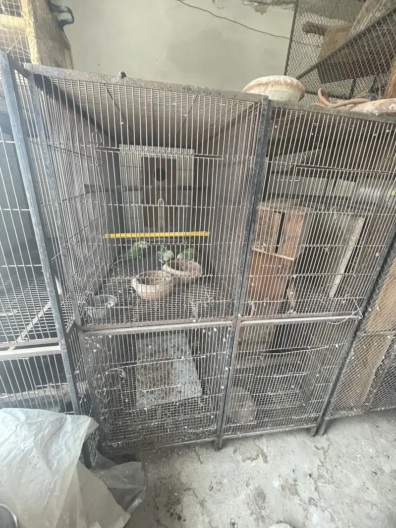 BIRDS CAGES| Iron Cage | Birds Cages in Lahore| Pinjara/پِنجررا — photo 7