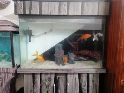 Fish Aquarium For sale With fishes and all accessories